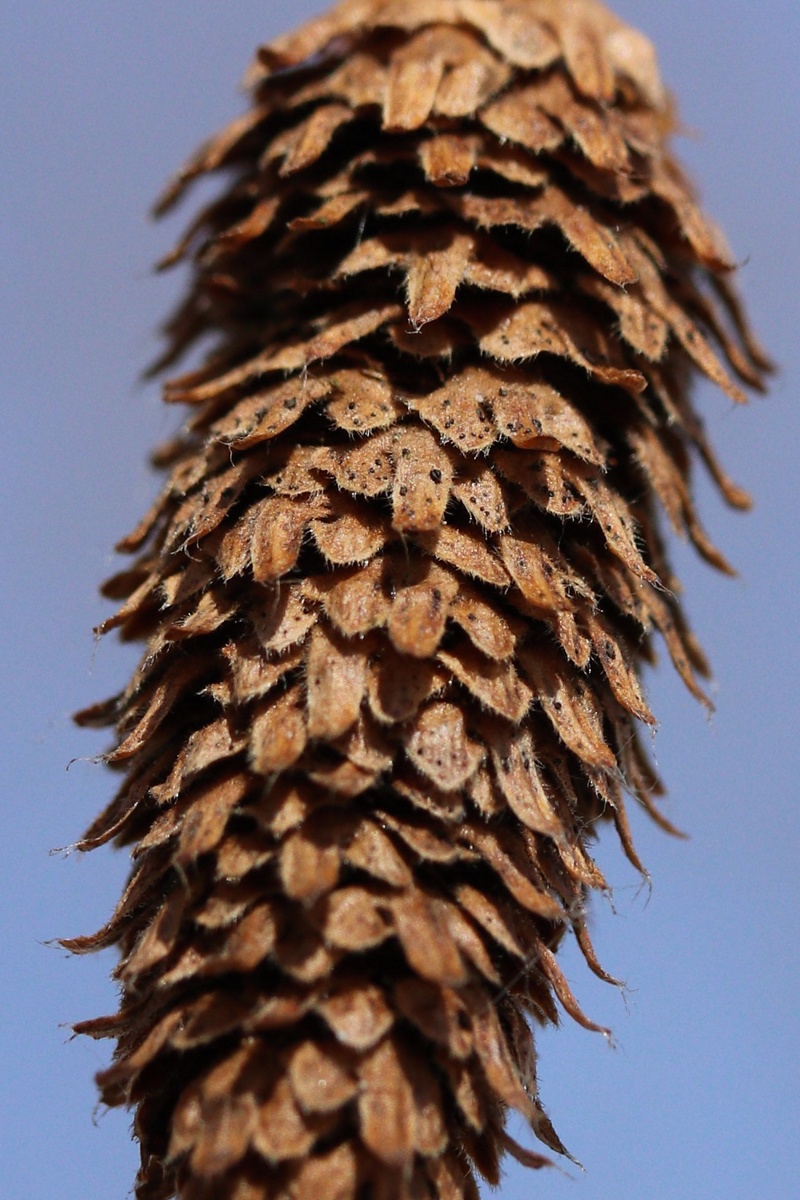 Image of Betula papyrifera specimen.