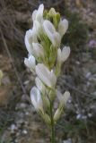Astragalus glaucus. Соцветие. Крым, окр. с. Верхнесадовое, известняковые холмы. 30 мая 2009 г.