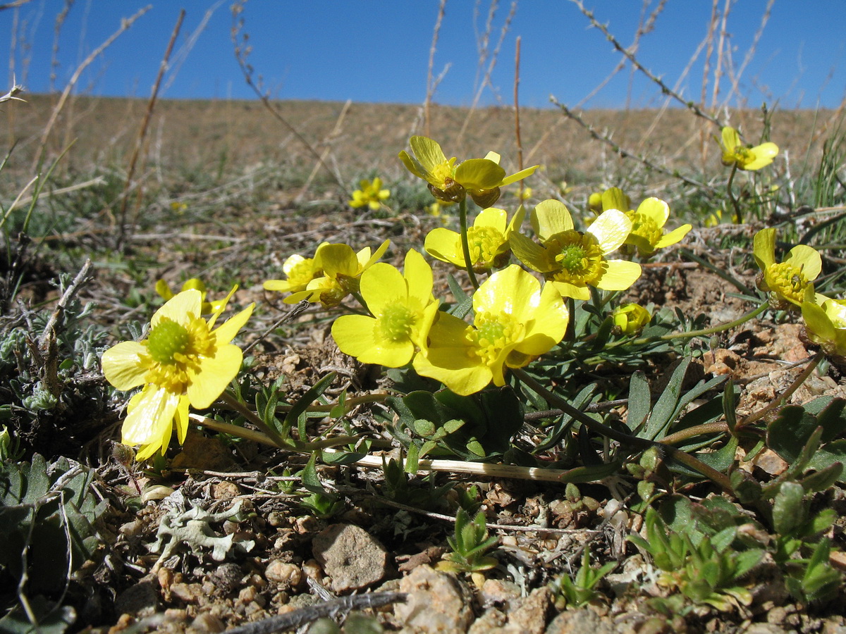 Image of Ranunculus polyrhizos specimen.