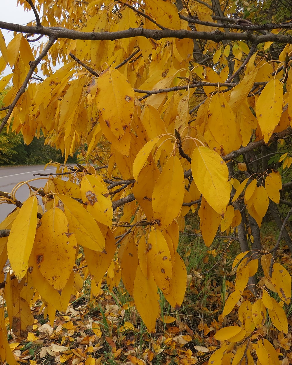 Изображение особи Populus tristis.