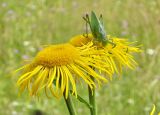 Telekia speciosa