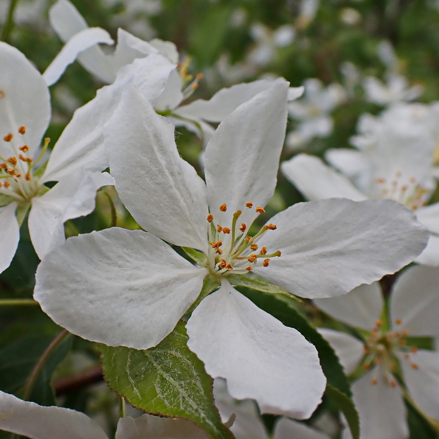 Изображение особи Malus baccata.