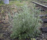 Artemisia campestris. Вегетирующее растение. Пермский край, Кунгурский муниципальный округ, село Моховое, станция Иренский, между железнодорожными путями. 04.06.2023.