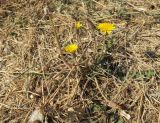 genus Taraxacum