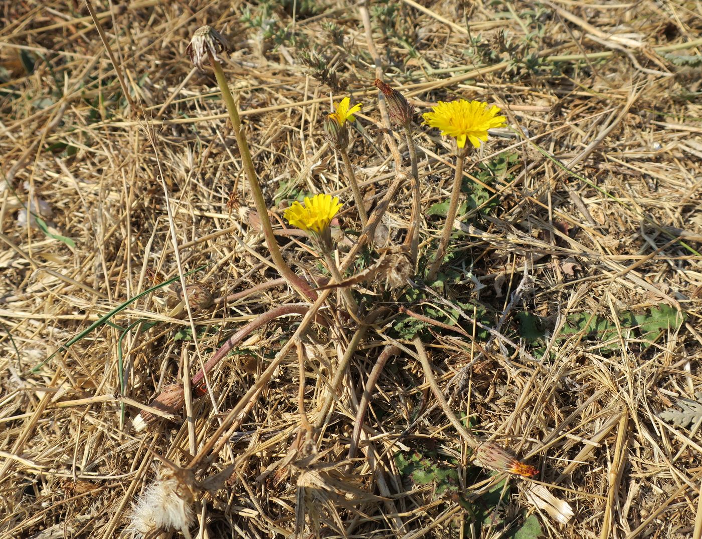 Изображение особи род Taraxacum.