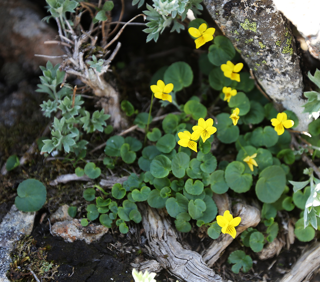 Изображение особи Viola biflora.