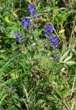 Aconitum sachalinense. Верхушка цветущего растения. Сахалин, Корсаковский гор. округ, оз. Буссе, приморский луг. 26.08.2022.