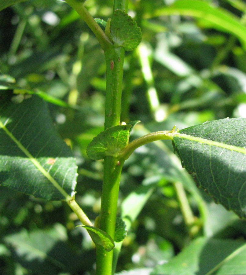 Image of Salix × schumanniana specimen.