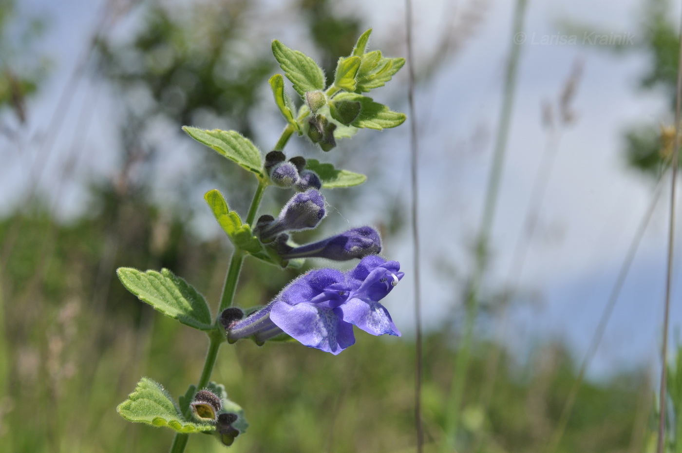 Изображение особи Scutellaria krasevii.