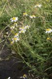 Anthemis melanoloma. Цветущие растения. Республика Адыгея, Кавказский биосферный заповедник, перевал Гузерипльский, 1965 м н.у.м., субальпийский луг. 12.08.2023.