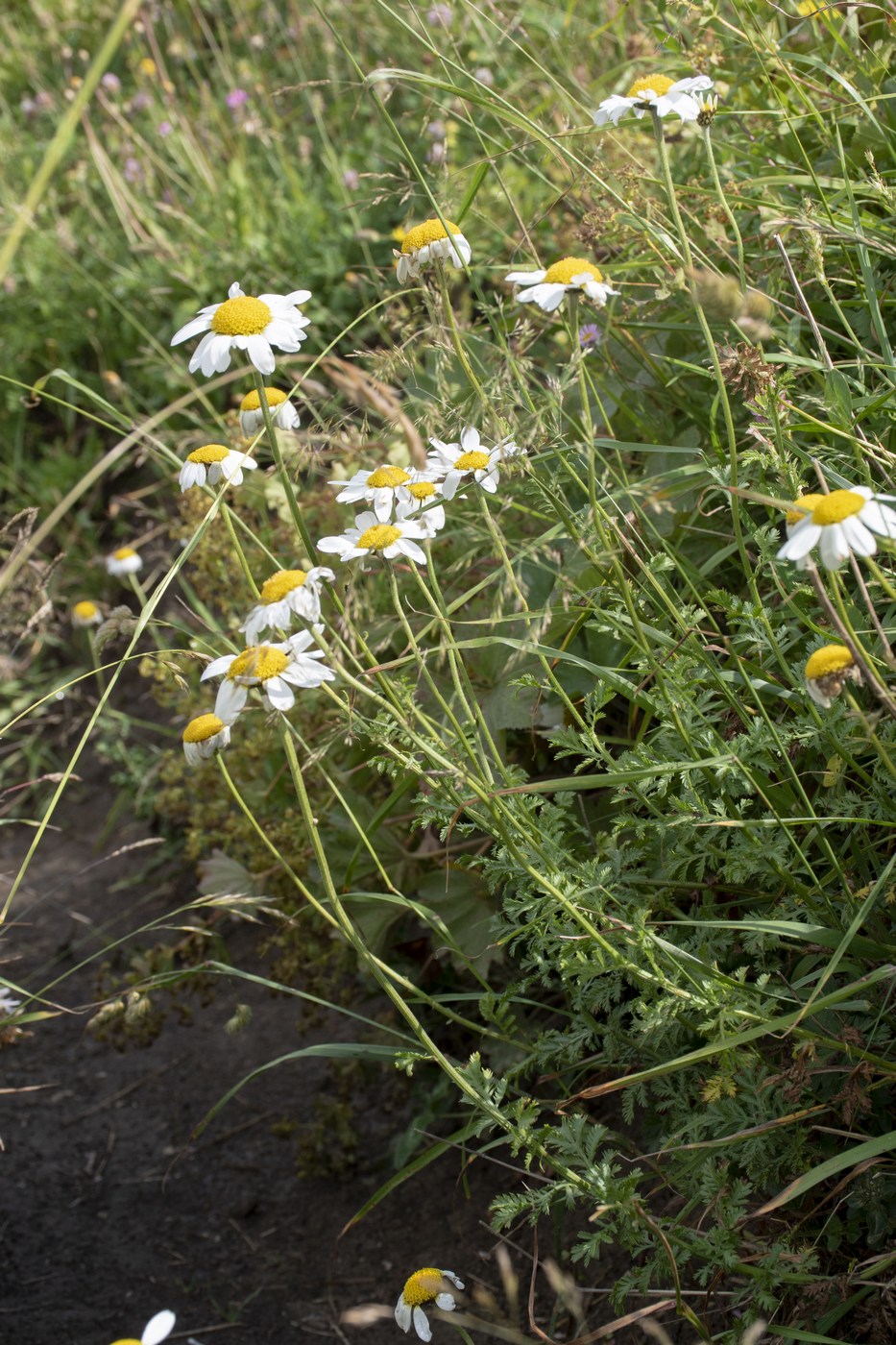 Изображение особи Anthemis melanoloma.