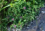 Astragalus japonicus
