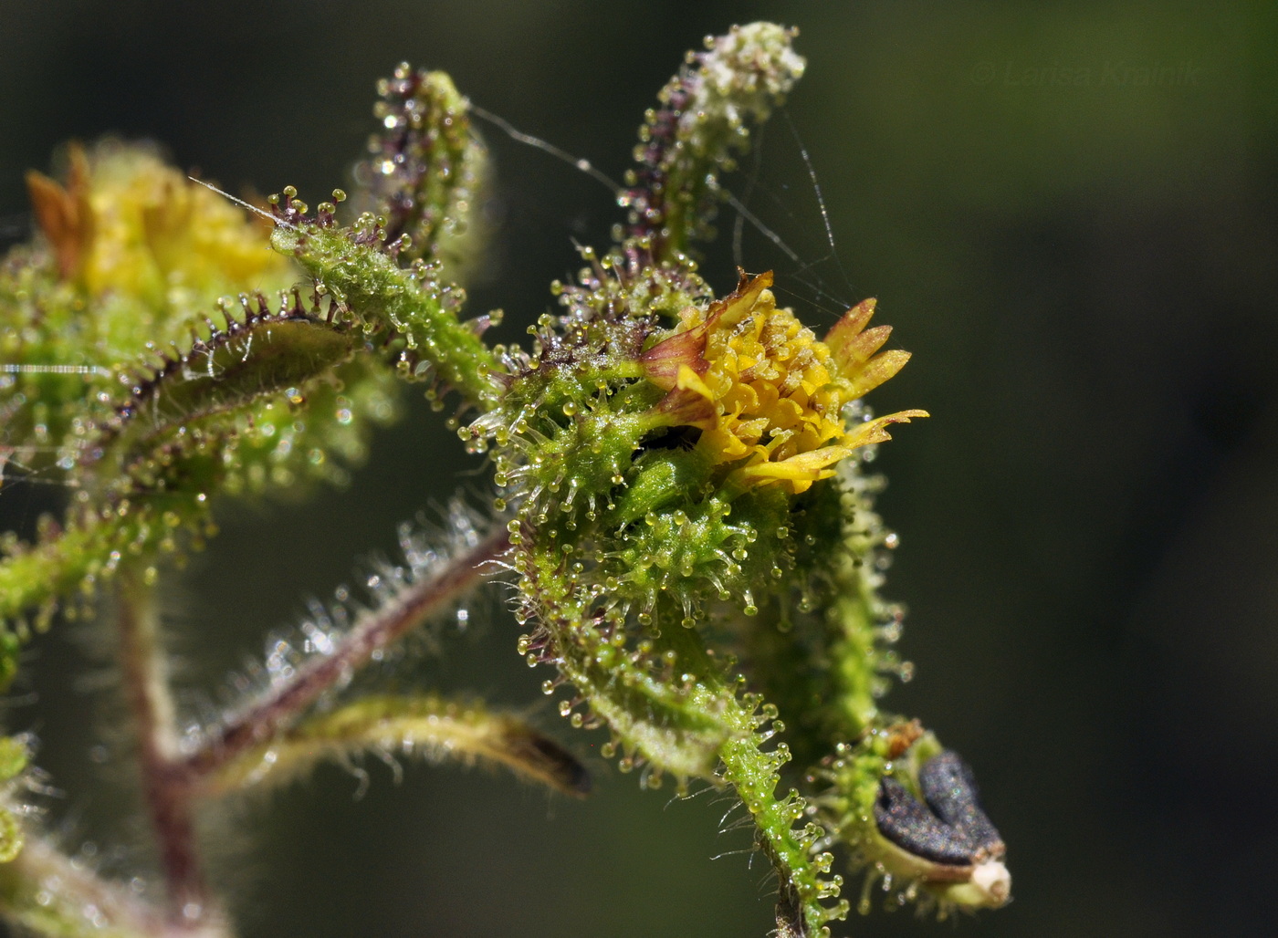 Image of Sigesbeckia pubescens specimen.