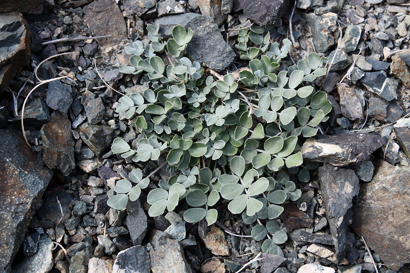 Image of Chesneya dshungarica specimen.