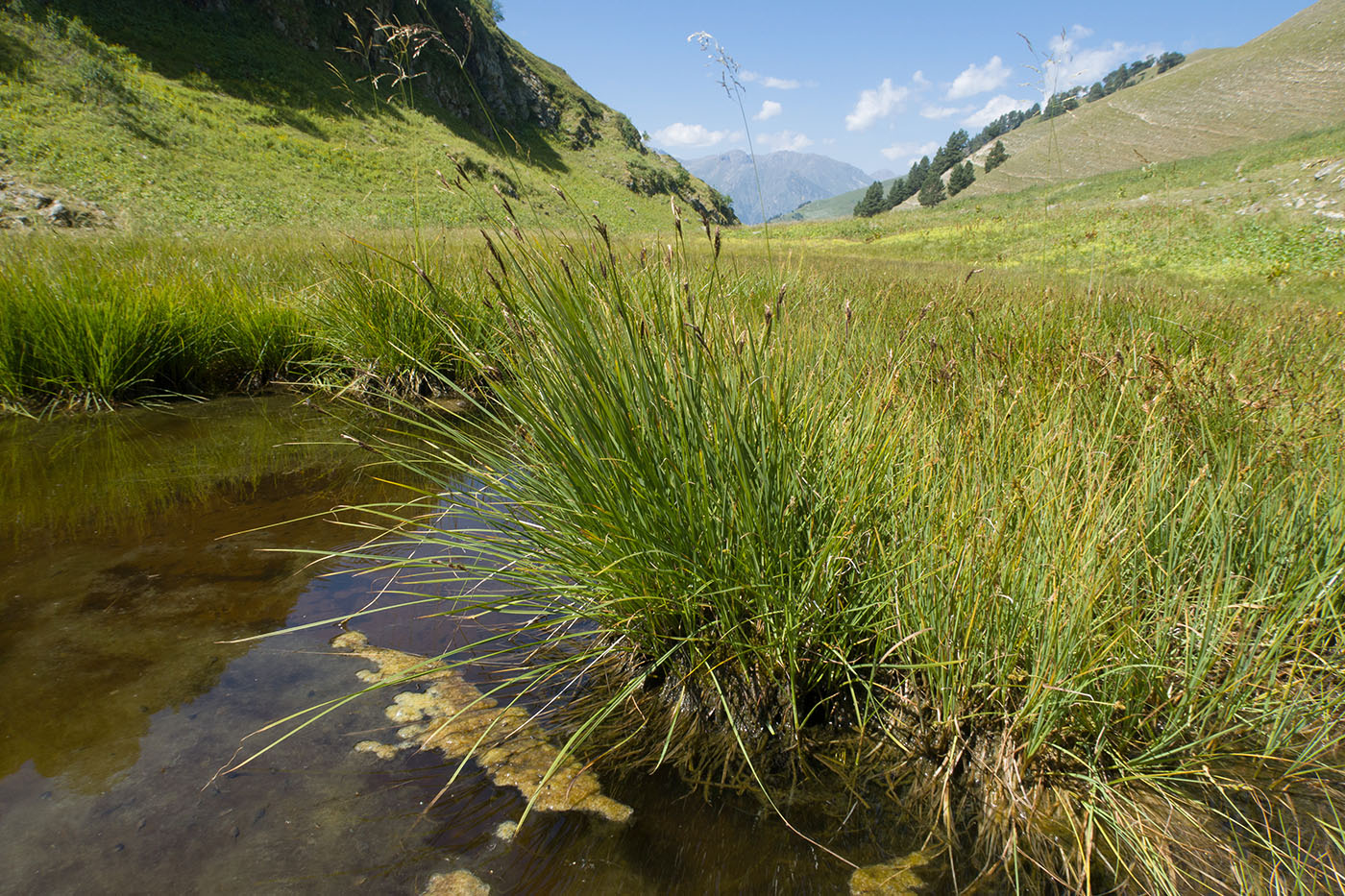 Изображение особи Carex elata.