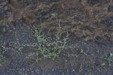 Chenopodium sosnowskyi. Плодоносящее растение. Чечня, Шаройский р-н, левый борт долины р. Шикаройакх, ниже селения Шикарой, каменистый склон. 8 августа 2023 г.