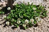 Trifolium repens