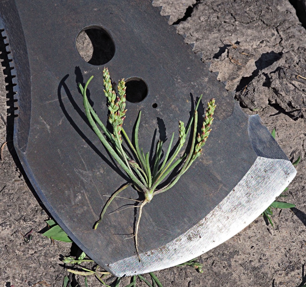 Image of Plantago tenuiflora specimen.