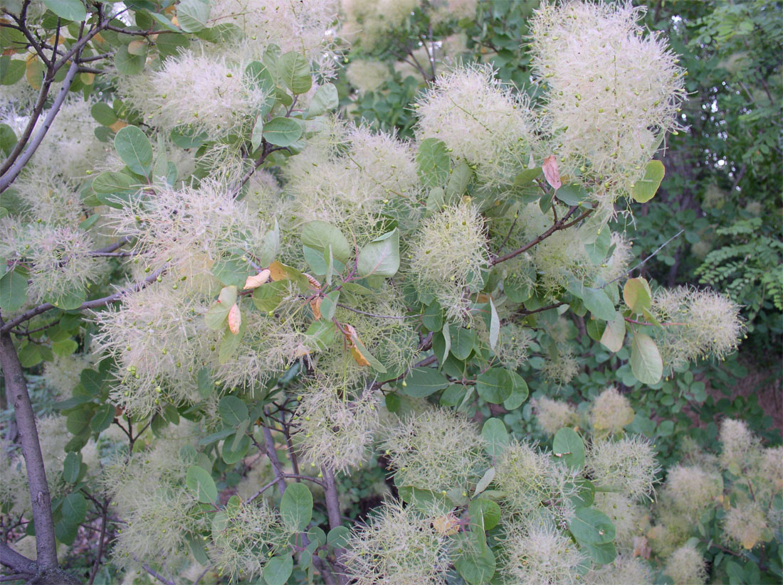 Image of Cotinus coggygria specimen.