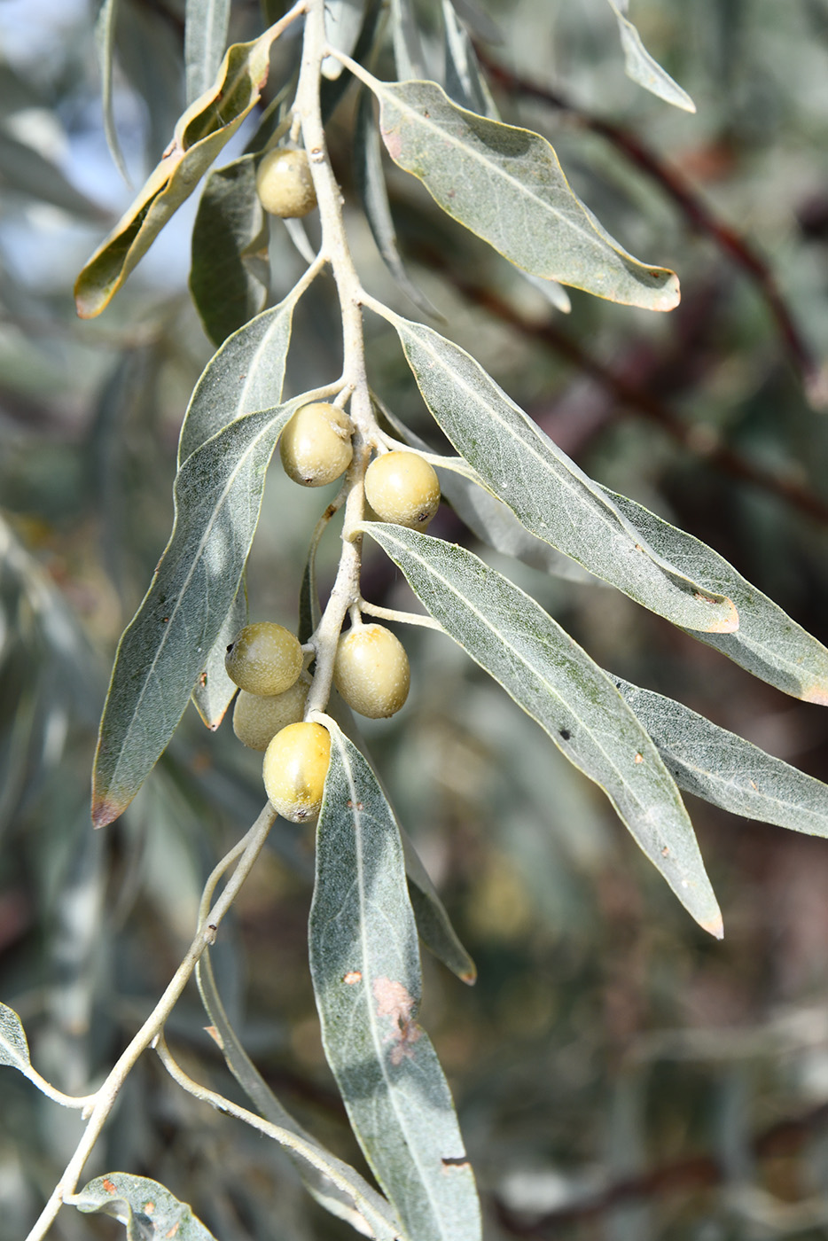 Изображение особи Elaeagnus iliensis.