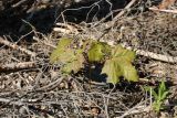 Acer platanoides. Молодое растение среди сухих опавших ветвей сосны (Pinus sylvestris). Ленинградская обл., Выборгский р-н, вост. берег Ермиловского залива, опушка сухого сосняка на песке у пляжа. 11.06.2023.