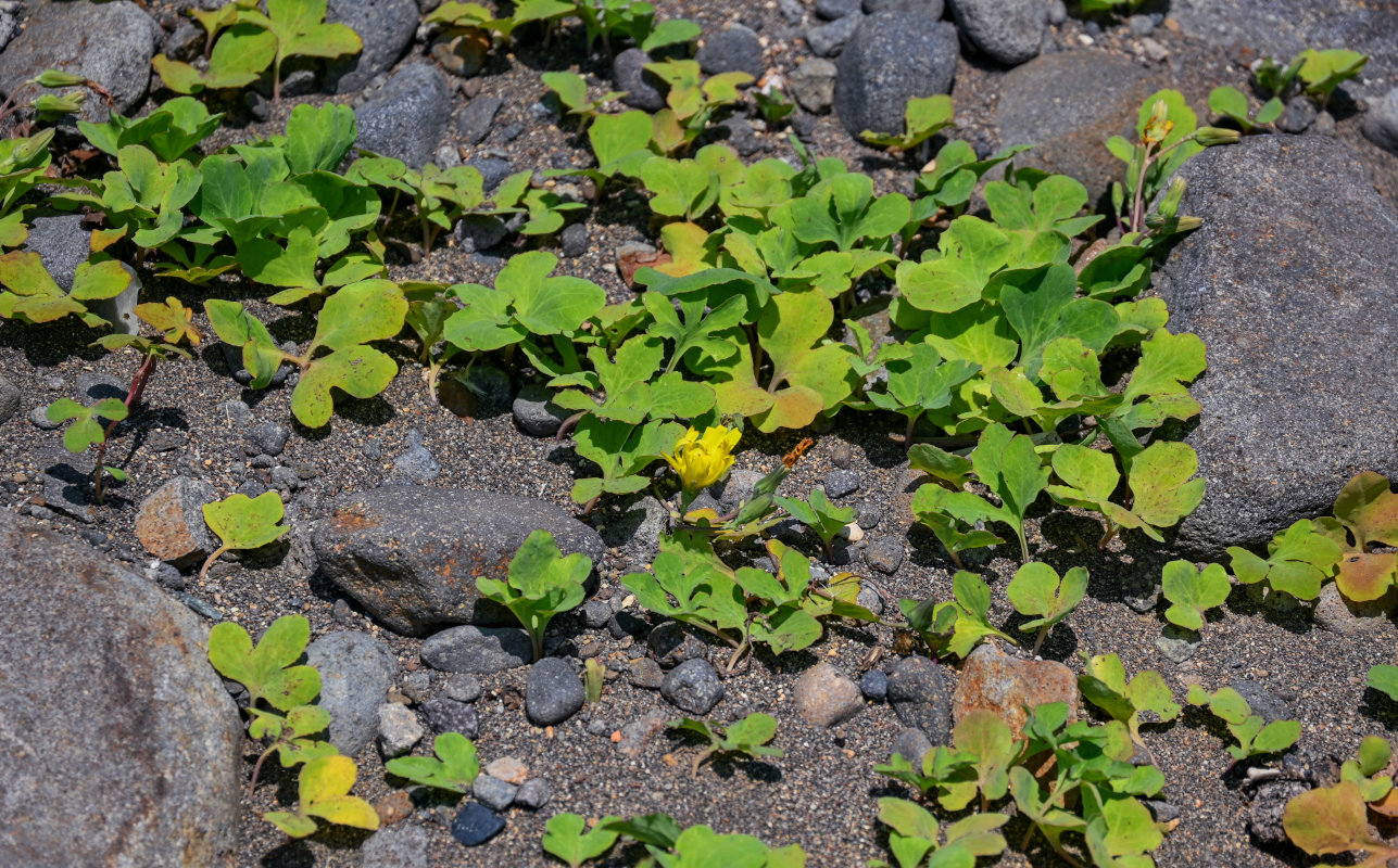 Image of Chorisis repens specimen.