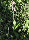 Anacamptis collina