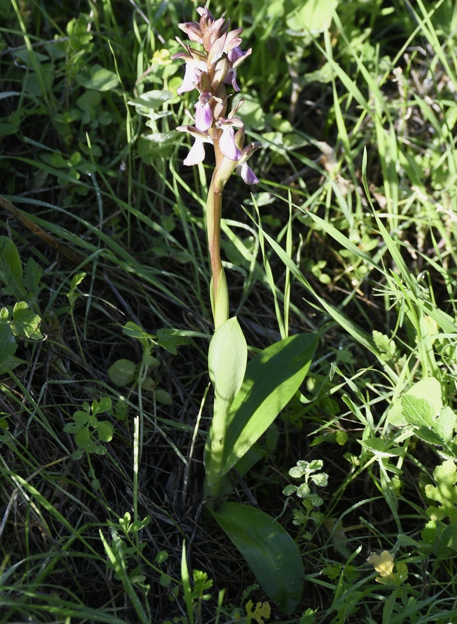 Изображение особи Anacamptis collina.