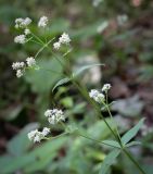 Galium rubioides. Верхушка цветущего растения. Пермский край, г. Пермь, Дзержинский р-н, м-н Акуловский, липовый лес. 25.05.2023.