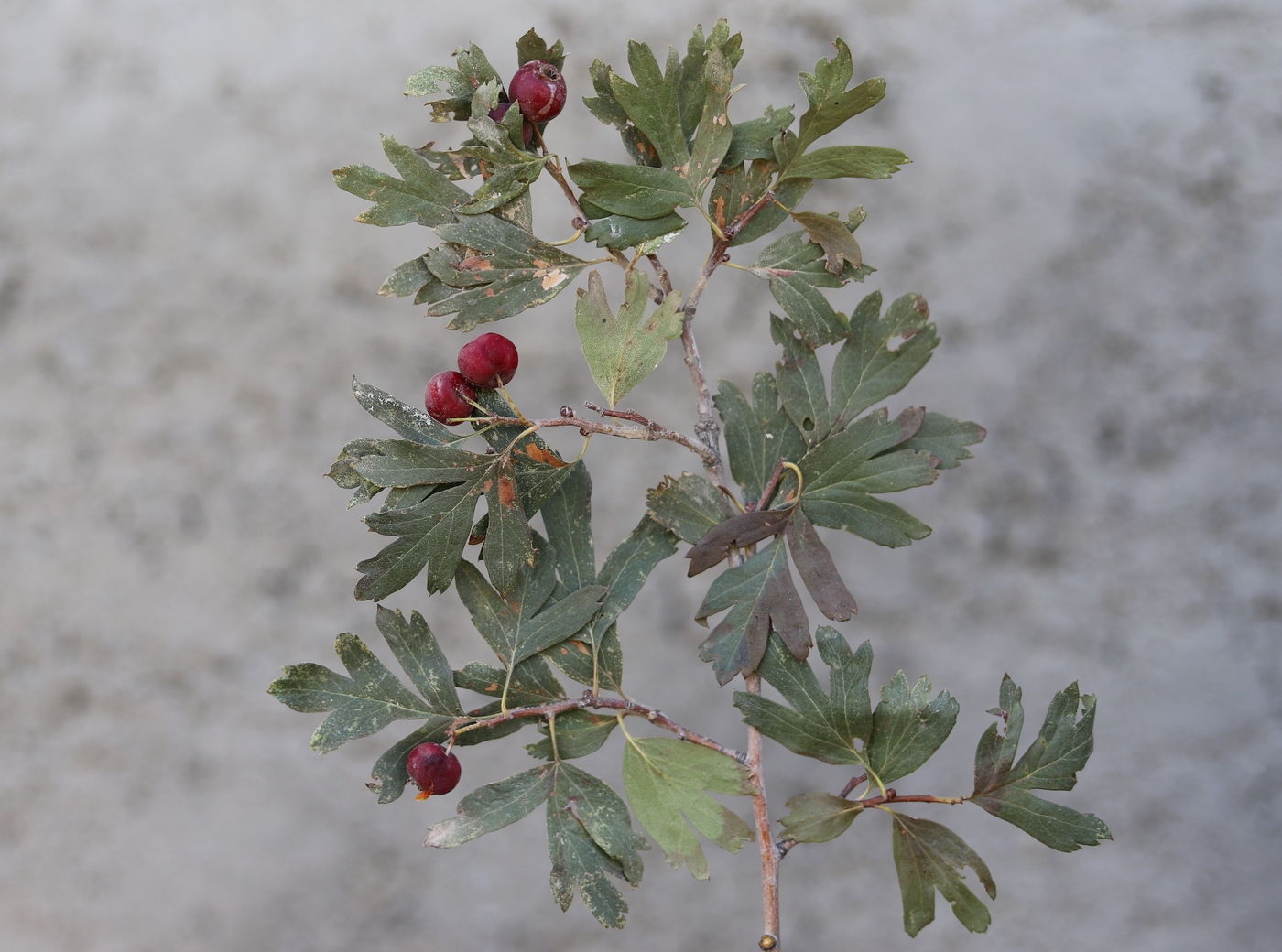 Image of Crataegus androssovii specimen.