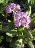 Primula denticulata. Цветущее растение. Санкт-Петербург, клумба. 26 апреля 2010 г.