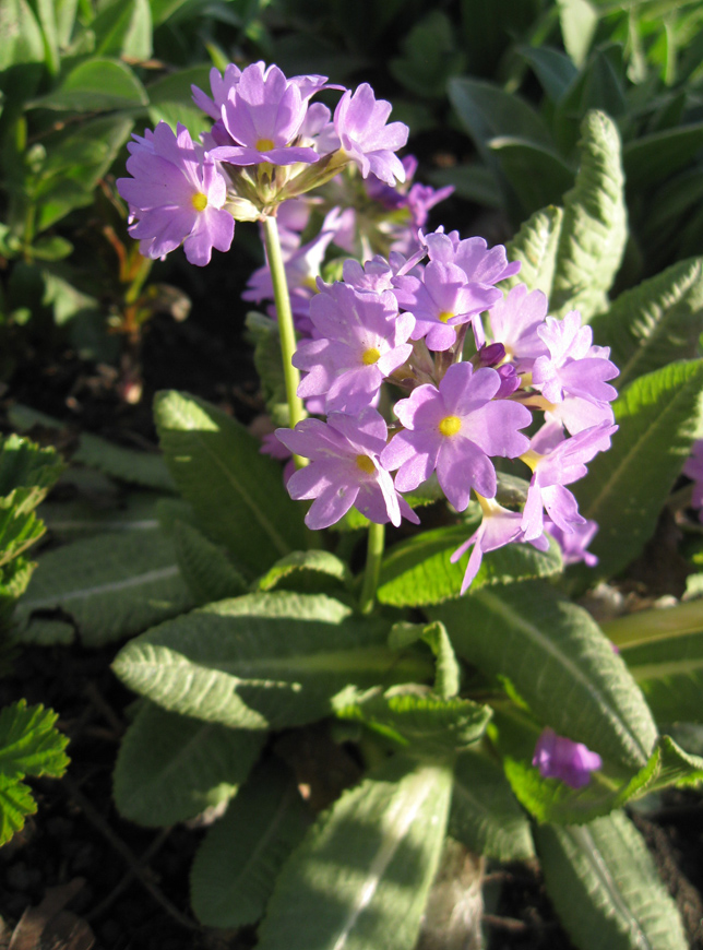 Image of Primula denticulata specimen.