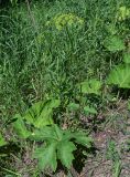 Heracleum sibiricum