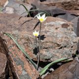 Tulipa buhseana