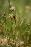 Carex stenophylla