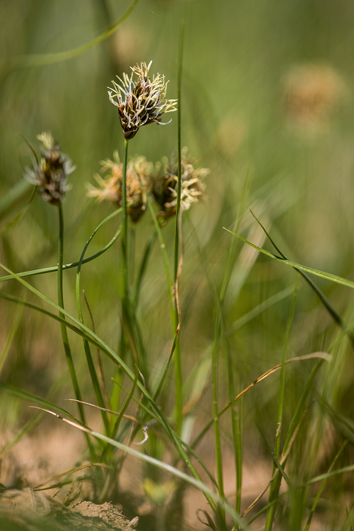 Изображение особи Carex stenophylla.