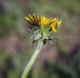 Taraxacum officinale. Соцветие-корзинка. Ростовская обл., г. Донецк, пустырь. 09.04.2024.