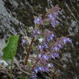 Trachystemon orientalis. Верхушка цветущего растения. Абхазия, Рицинский реликтовый национальный парк, северный берег оз. Рица, ≈ 900 м н.у.м., широколиственный лес. 13.04.2024.