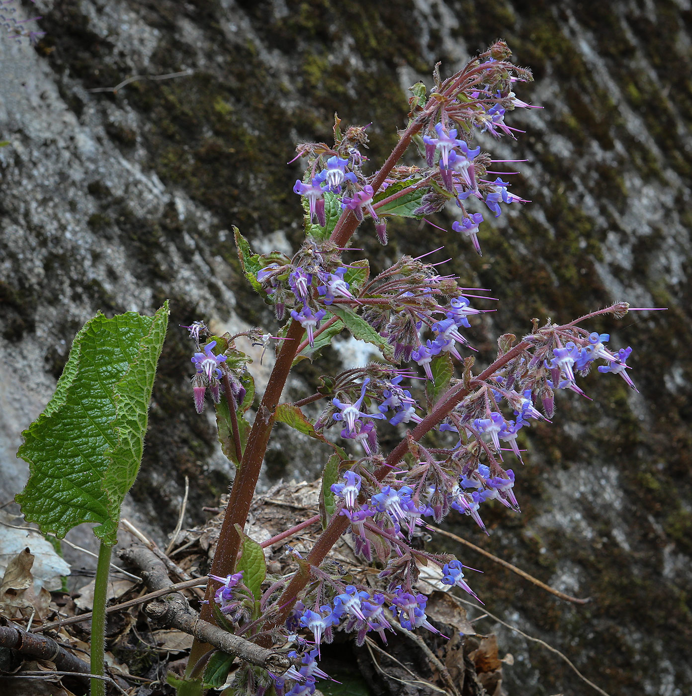Image of Trachystemon orientalis specimen.