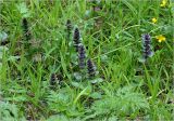 Ajuga reptans