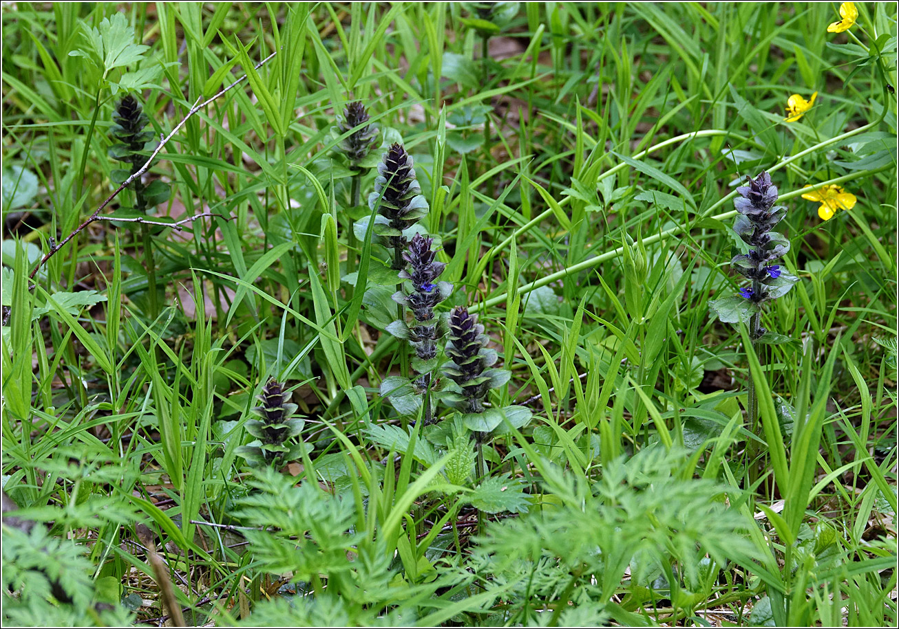 Изображение особи Ajuga reptans.