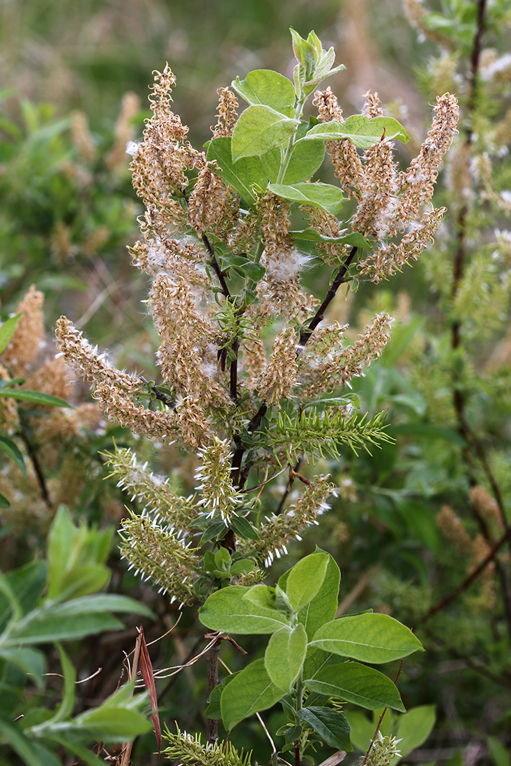 Image of Salix bebbiana specimen.