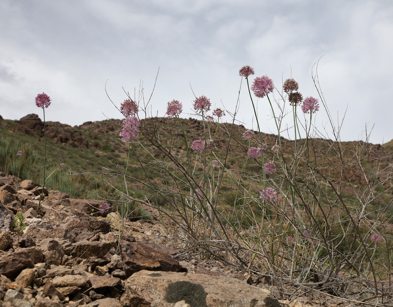 Image of Allium caricifolium specimen.