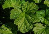 Geum rivale