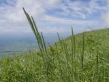 Phleum phleoides