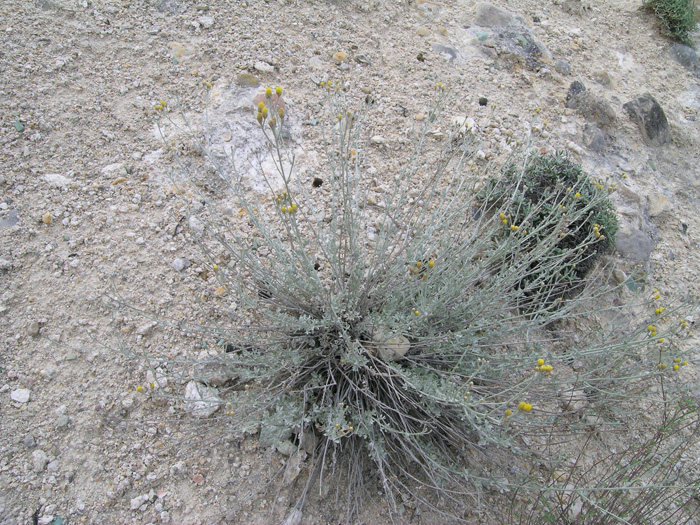 Image of Ajania korovinii specimen.