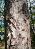 Betula ermanii