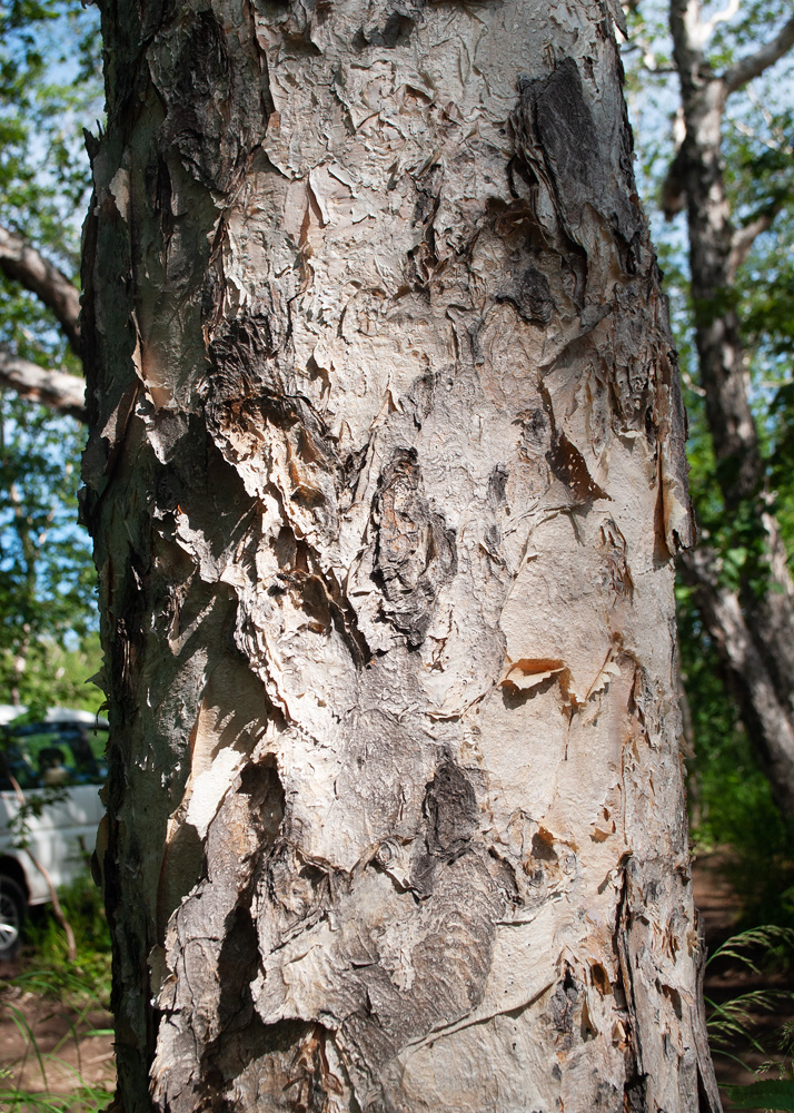 Image of Betula ermanii specimen.