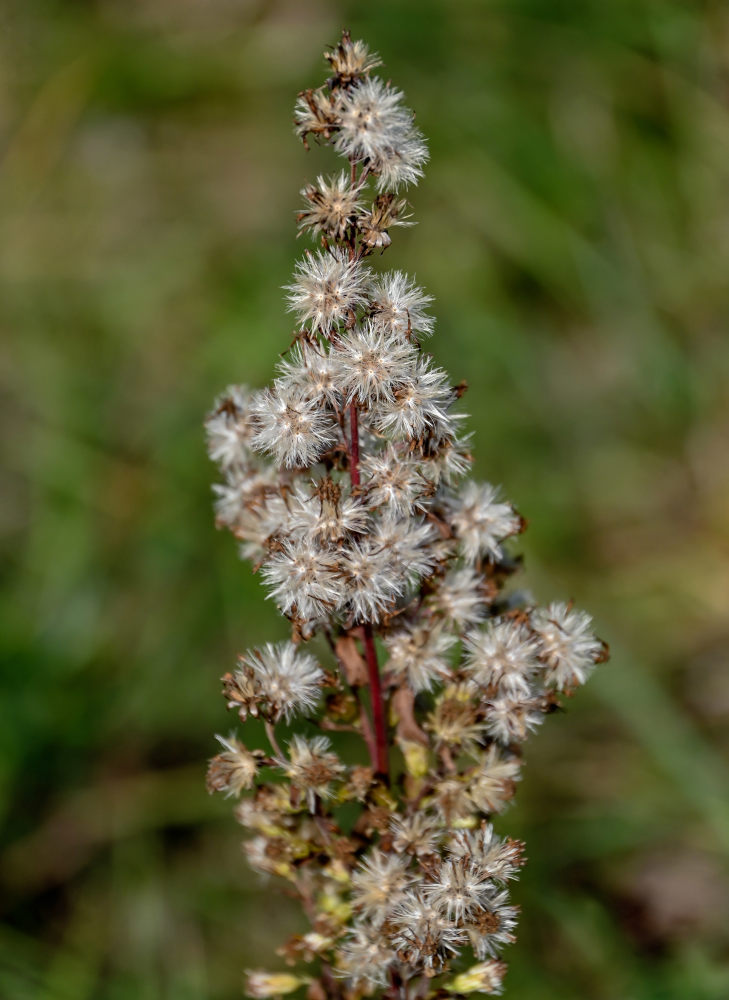 Image of Solidago virgaurea specimen.