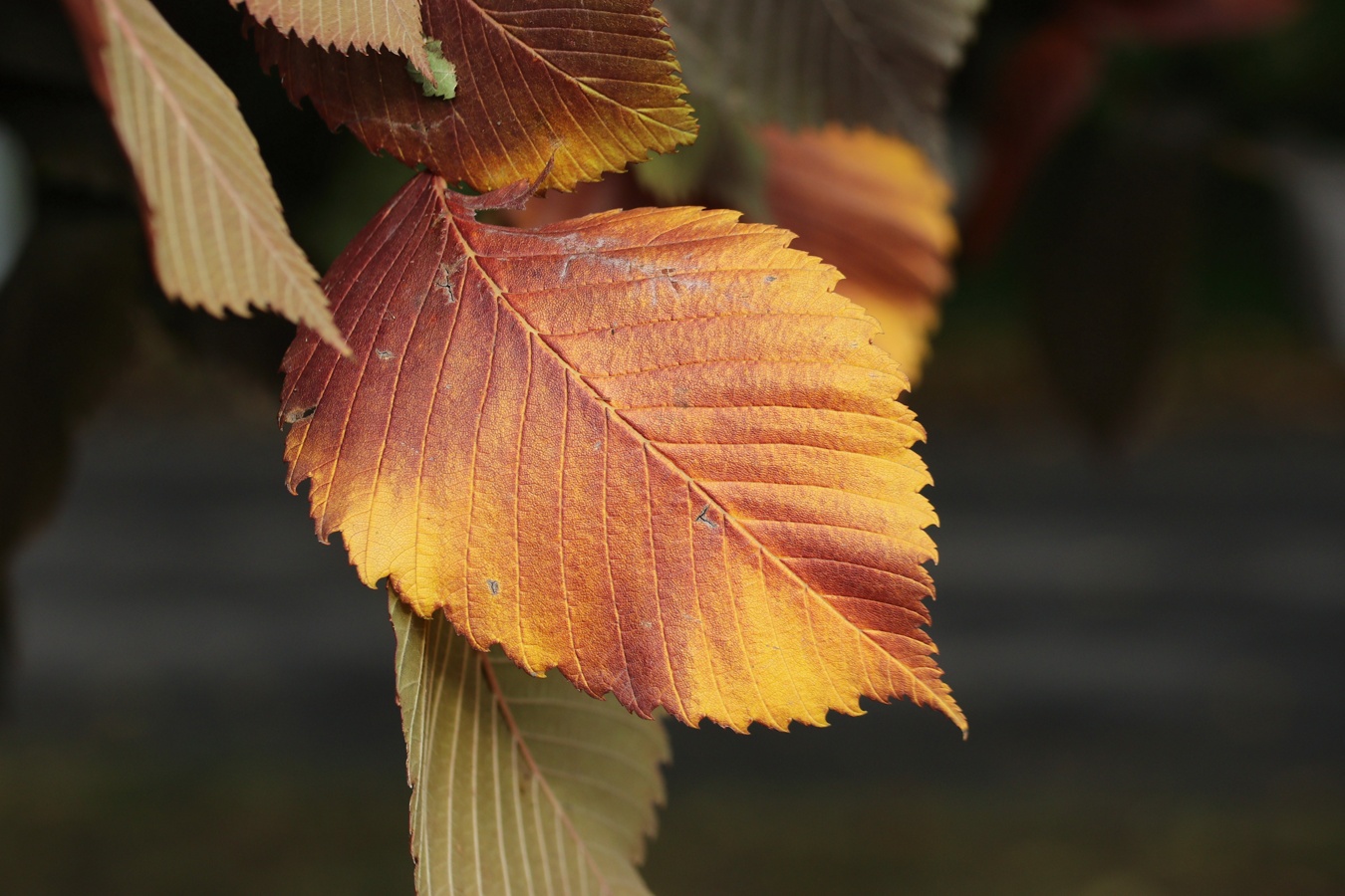 Image of Ulmus laevis specimen.
